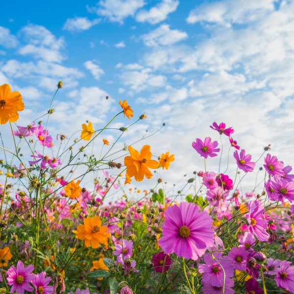 Летний пейзаж