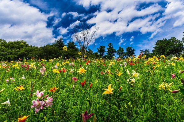 Газонная трава Цветочная Поляна мавританский газон