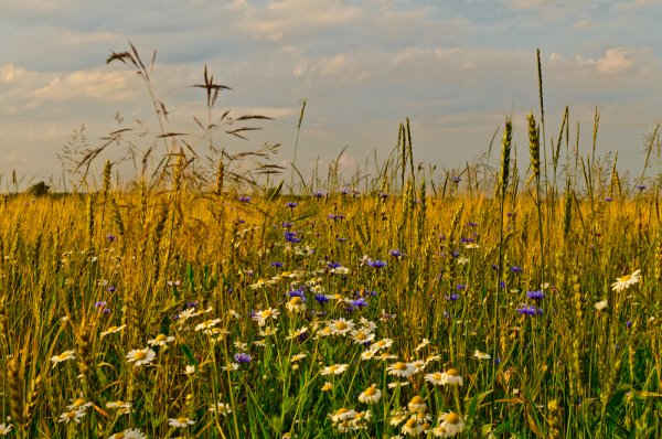 Летом пахнет картинки