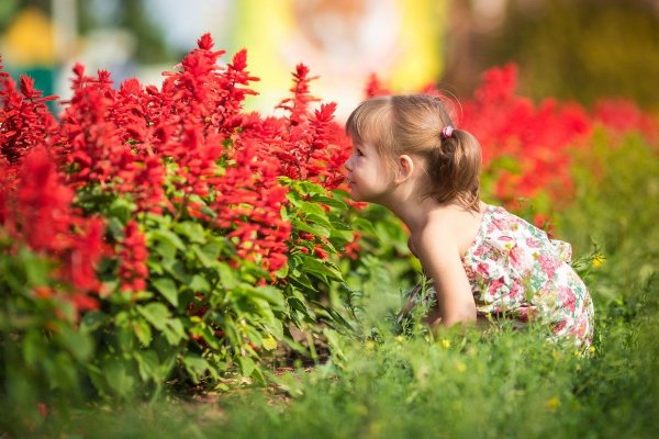 Аромат лета