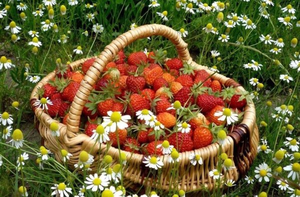 Мужчина и женщина в венках