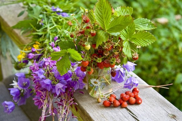 Весенний котик