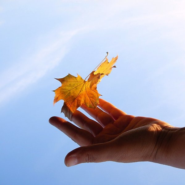 Осенний лист на ладони