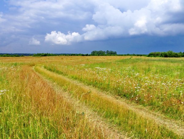 Степь лето Ростовская область
