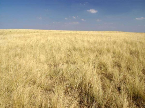Лето в Степной зоне