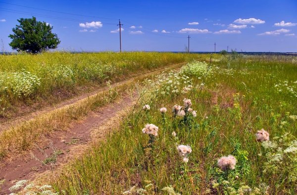 Просторы степи Самарской области