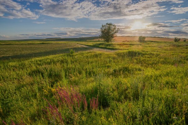 Саванновая степь Ямская степь