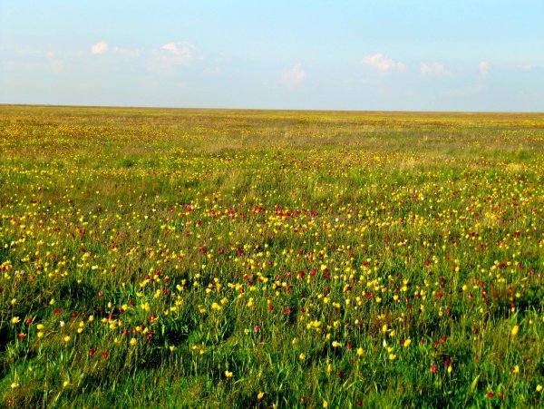Таловская степь