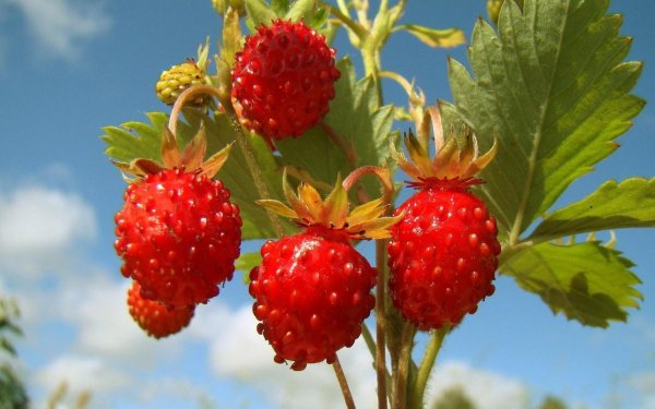 Июль природа