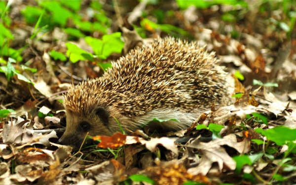 Лесное животное