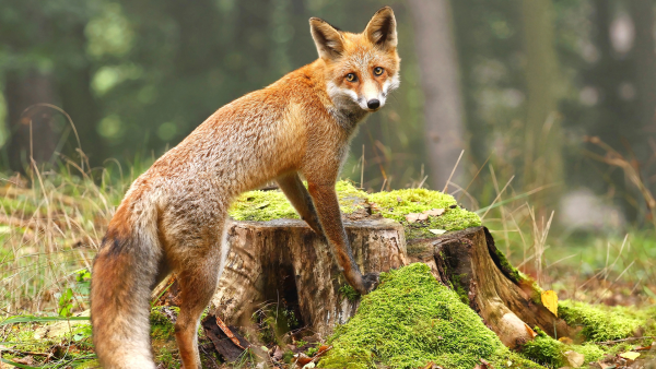 Лиса с добычей