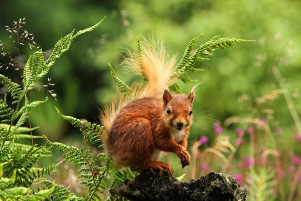 Лесные звери в лесу