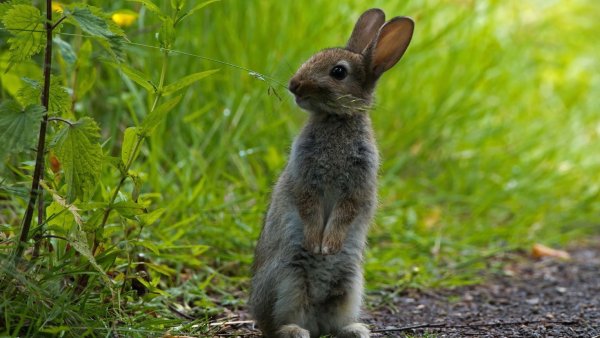 Кролик в траве