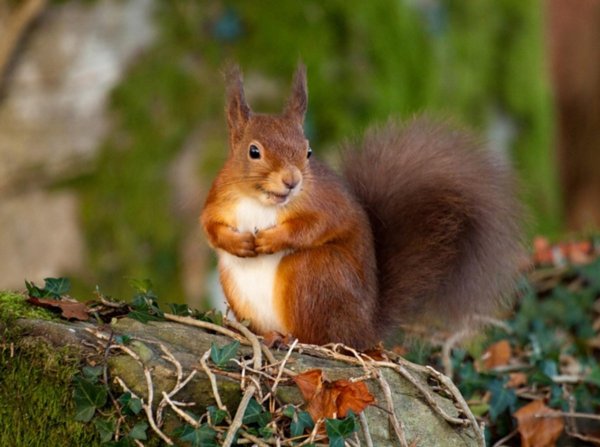 Заяц Русак широколиственных лесов
