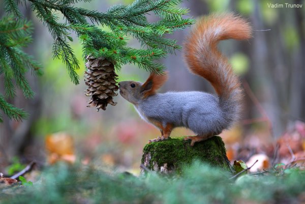 Лиса летом в лесу