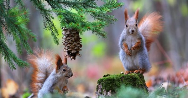 Лисица в лесу