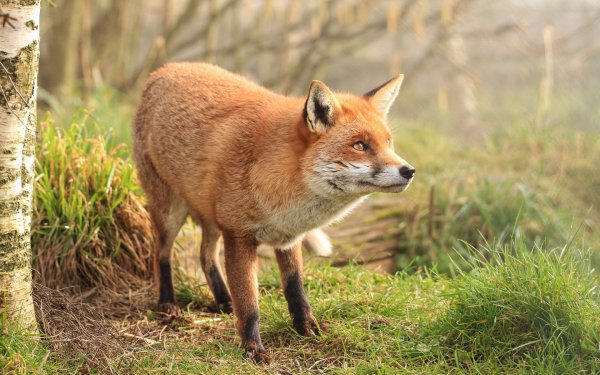 Детеныши зверей