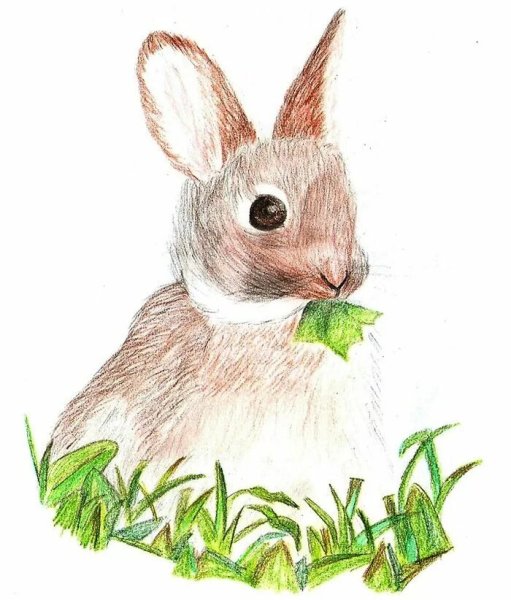 Заяц рисунок