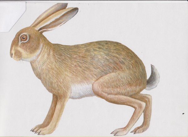 Демонстрационный материал животные