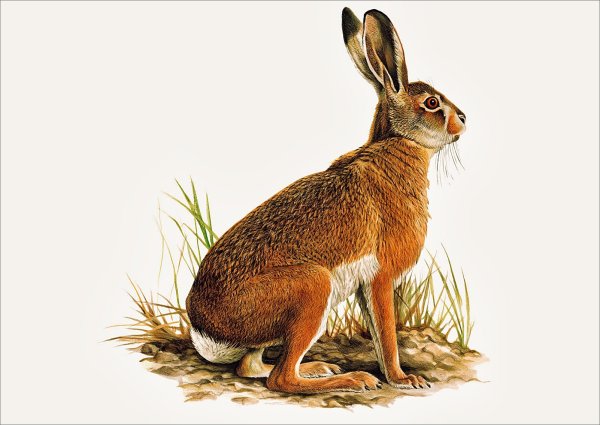 Русак на белом фоне