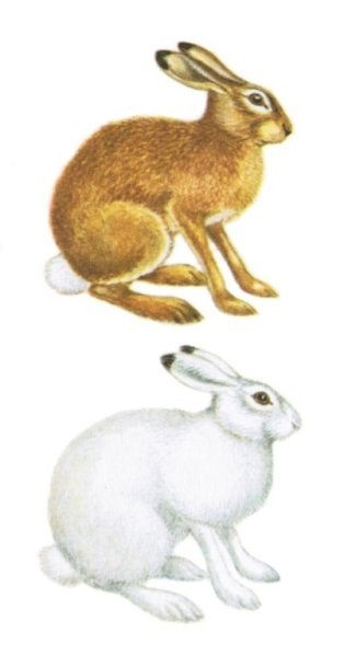 Заяц Русак белый