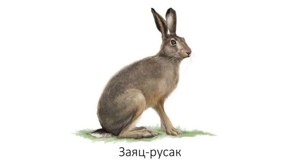 Заяц Беляк и Русак рисунок