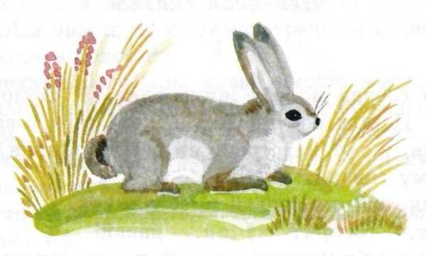 Зайчик из сказки Бианки