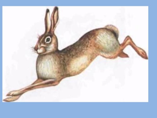 Бегущий заяц рисунок