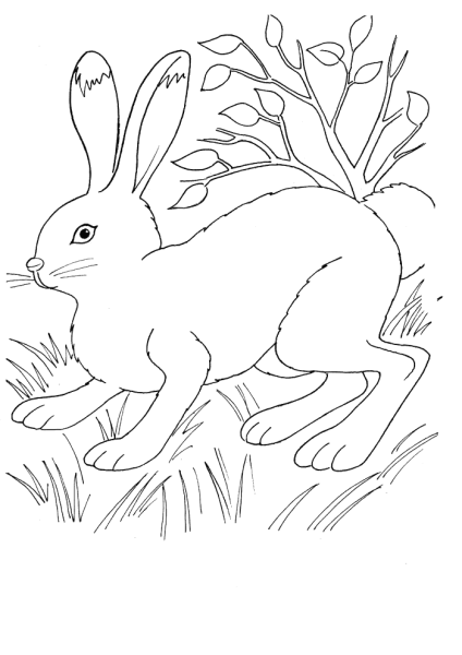 Раскраска для детей зая