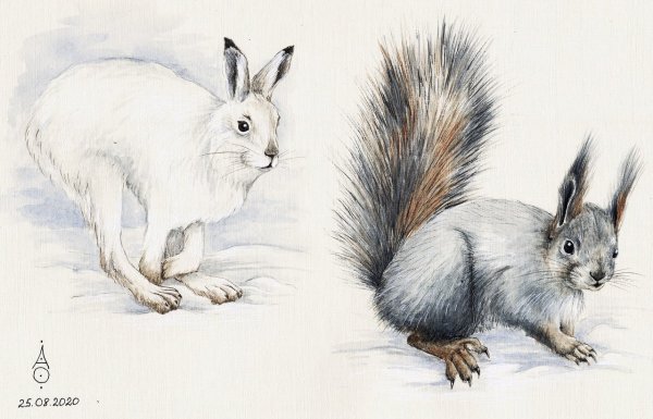 Белка и заяц