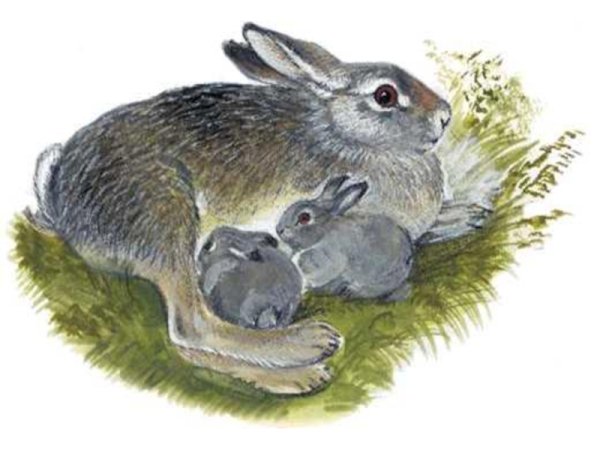 Зайчиха с зайчонком