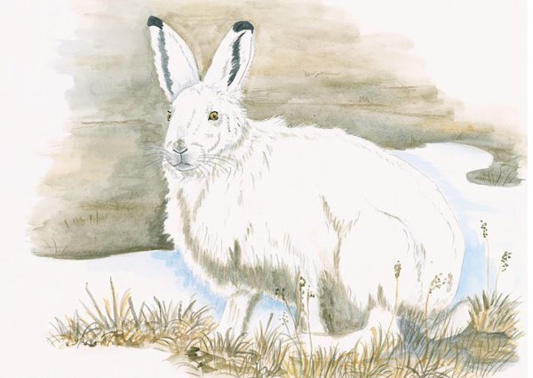 Заяц Беляк и заяц Русак нарисовать