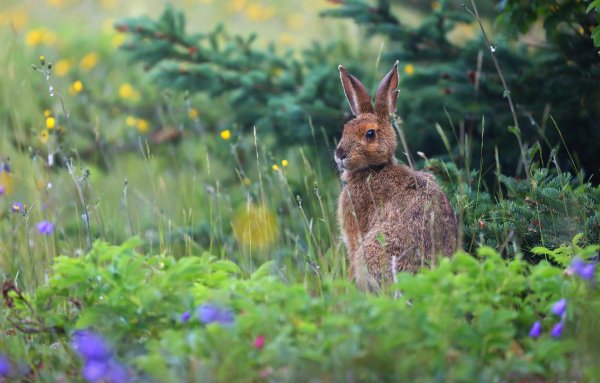 Фото зайца в лесу
