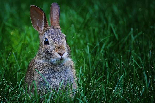 Зайчик в лесу