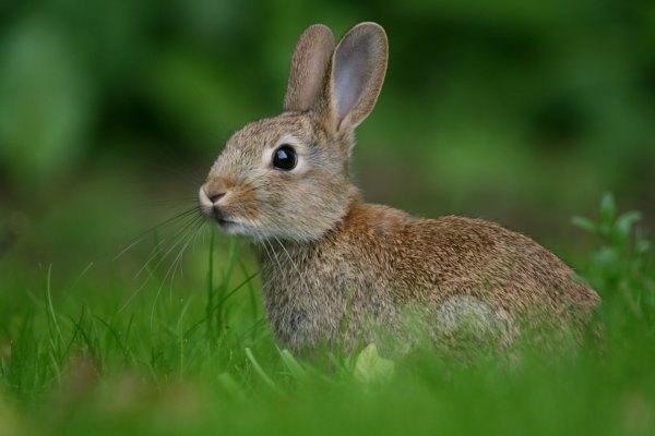 Заяц-Русак (лат. Lepus europaeus)