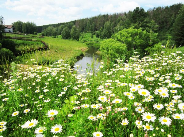 Природа летом