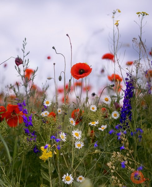 Летние полевые цветы