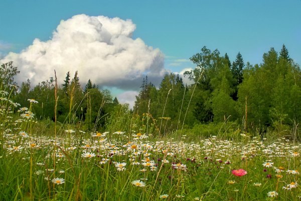 Июнь природа