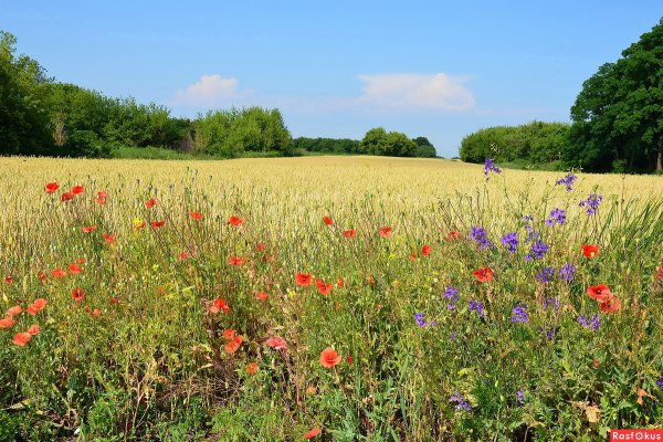 Июль природа