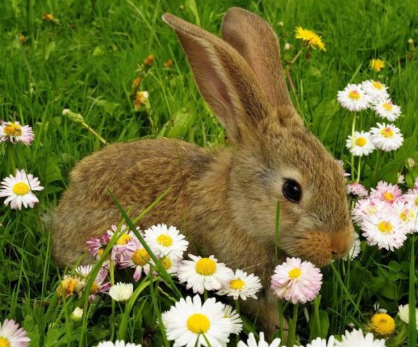 Заяц на лугу