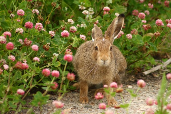 Заяц Русак питание