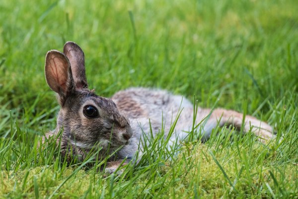 Серый заяц-Русак