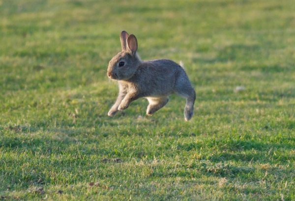 Кролик прыгает
