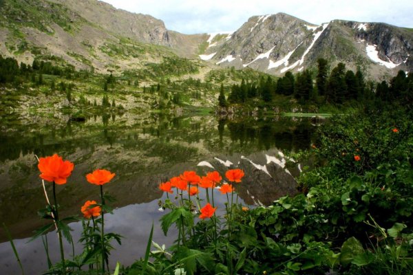 Горный Алтай купальница