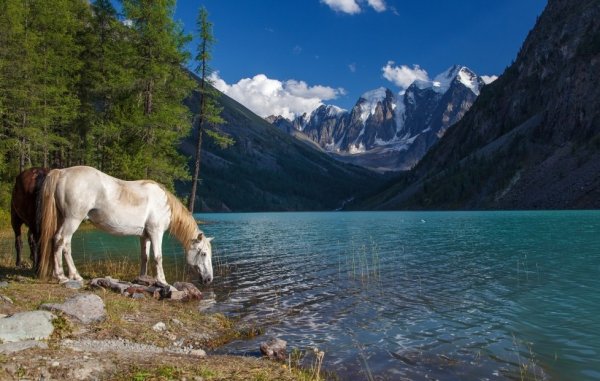 Горный Алтай Альпийские Луга