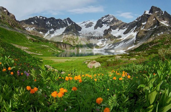 Горный Алтай Альпийские Луга