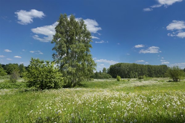 Природа Сибири лето