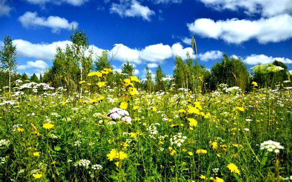 Природа Сибири летом