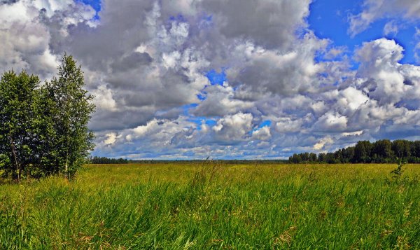 Природа Сибири лето