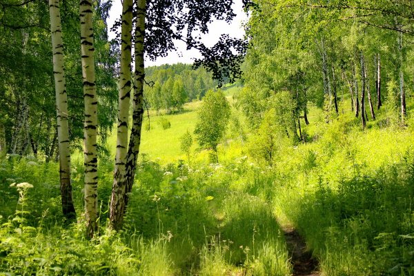 Лето горы река Тайга Сибирь